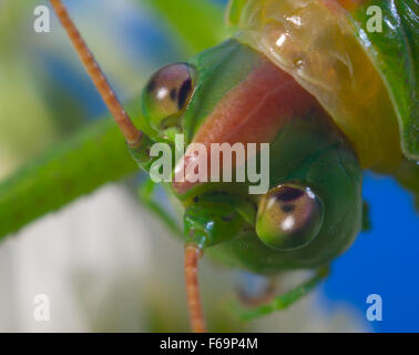 Green grasshopper (Tettigonia viridissima). Ukraine. Macro. Portrait Stock Photo