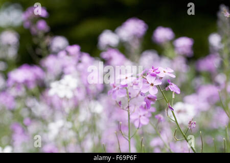 Hesperis matronalis. Sweet rocket flowers. Stock Photo