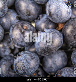 Freshly picked group of blueberries as creative background Stock Photo