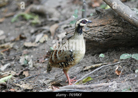 Beautiful brown bird (Bar-backed Partridge) in nature Stock Photo