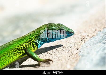 European Green Lizard  (Lacerta viridis) on stone wall Stock Photo