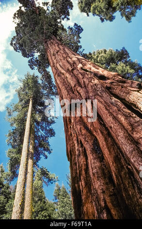 An old-growth sequoia tree soars into the sky nearby two younger offshoots in the Mariposa Grove of Giant Sequoias at the southern entrance to Yosemite National Park in California, USA. Hundreds more ancient Giant Sequoias (Sequoiadendron giganteum) have made the grove a major attraction in the park. Due to its popularity, Mariposa Grove was closed to visitor access until Fall, 2017, while roads and trails underwent restoration. Stock Photo