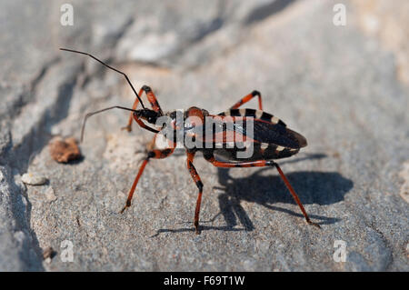 Orange assassin bug (Rhinocoris iracundus) Stock Photo