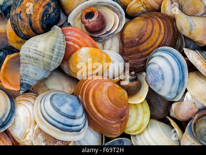 Assorted colourful shells Stock Photo