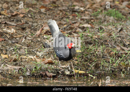 Kalij Pheasant (Lophura leucomelanos) bird in nature Stock Photo