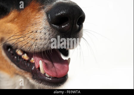Close up of a dog´s snout Stock Photo