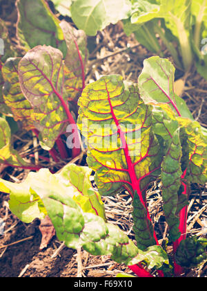 Organic vegetable garden on the far. Stock Photo