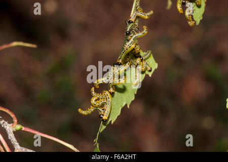 Dusky Birch saw fly larvae Stock Photo