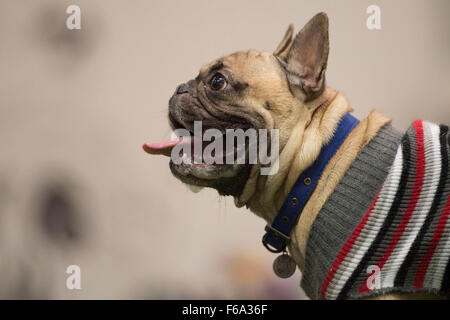 Pug dogs at a 'pugfest' event at Action Petz in Cardiff, South Wales. Stock Photo