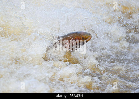 Atlantic Salmon, male leaping through turbulent water near weir, Derbyshire, UK