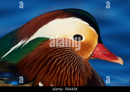 Mandarin Duck Aix galericulata, view of an adult male bird revealing feather colours and details, Nottinghamshire, UK Stock Photo