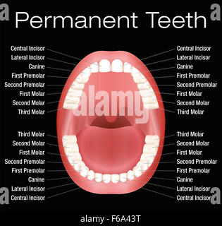 Adult teeth with names. Illustration on black background. Stock Photo