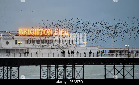 Brighton, UK.  The stormy weather didn't deter the daily murmuration of starlings spectacle over Brighton Pier at dusk today. Stock Photo