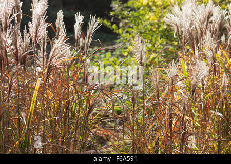 Doddington Hall and Gardens, Lincolnshire, UK. Autumn, November 2015. Stock Photo