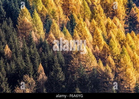 Algonquin Park Tamarack Forest Stock Photo - Alamy