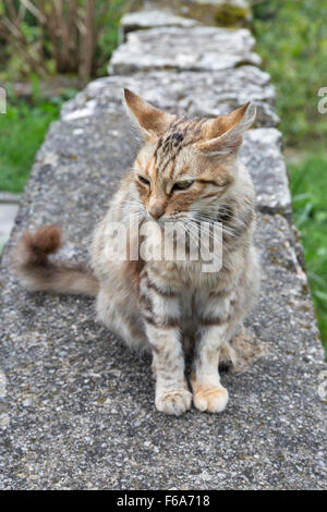 red street striped cat sitting on stone wall outdoor Stock Photo