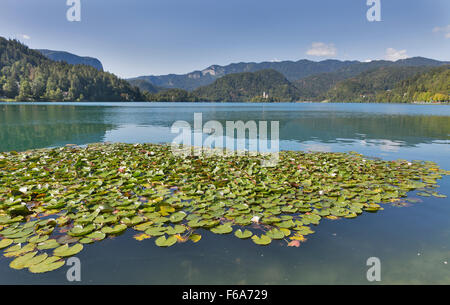 White lilies and island on Lake Bled in Slovenia with Church of the Assumption Stock Photo