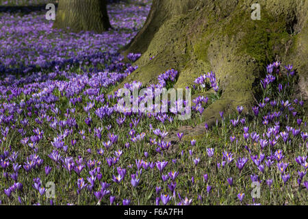 Crocus blooming, Schlosspark, Husum, Schleswig-Holstein, Germany, Europe Stock Photo