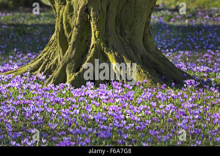 Crocus blooming, Schlosspark, Husum, Schleswig-Holstein, Germany, Europe Stock Photo