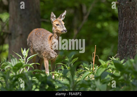 European roe deer standing on a glade / Capreolus capreolus Stock Photo