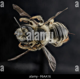 Megachile inermis, female, back 2012-07-13-1742 Stock Photo