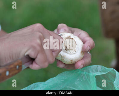 https://l450v.alamy.com/450v/f6aa4n/cleaning-mushrooms-with-a-knife-at-picnic-closeup-f6aa4n.jpg