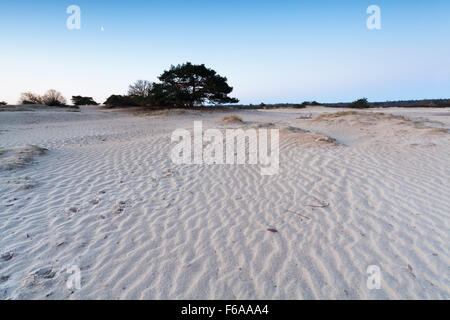 moon over sand dunes in spring, Netherlands Stock Photo