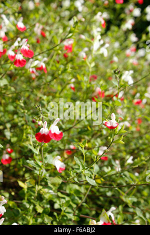 Salvia microphylla 'Hot Lips' ornamental sage Stock Photo