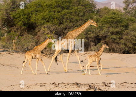 Giraffes in the Kaokoveld, Namibia, Africa Stock Photo