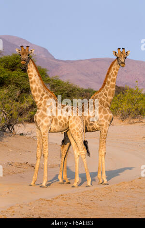 Giraffes in the Kaokoveld, Namibia, Africa Stock Photo