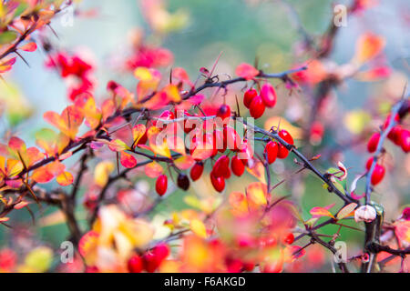 Barberry (Berberis vulgaris) Barberry also, vinegar berry shrub plant with edible berries, Stock Photo