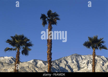 Palm Trees and sunny sky with snow covered mountains in the Palm Desert, California Stock Photo