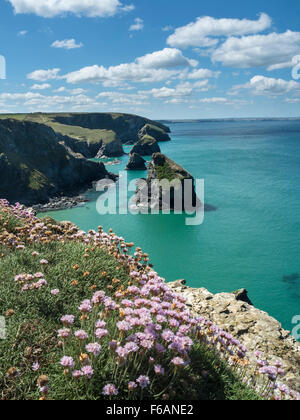 Cliff Top Thrift, Bedruthan Steps between Padstow and Newquay, North Cornwall Stock Photo