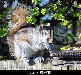 Grey Squirrel sitting on fence eating peanuts from a bird feeding tray enjoying the Spring sunshine Stock Photo