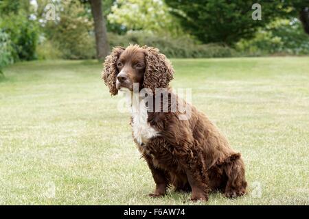 Liver and white Working Cocker Spaniel Stock Photo