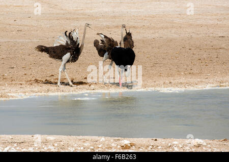 Ostriches at waterhole, Etosha National Park, Namibia, Africa Stock Photo