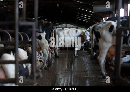 Dairy cows waiting to be milked for milk at a dairy farm in South Wales. Stock Photo