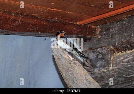 Swallow inside a barn in the village. Stock Photo