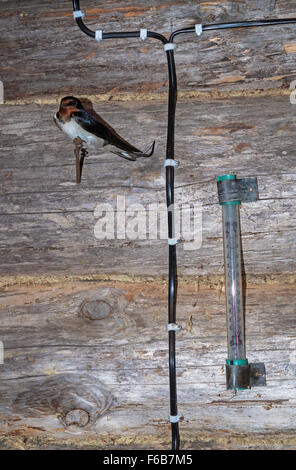 Swallow inside a barn in the village. Stock Photo