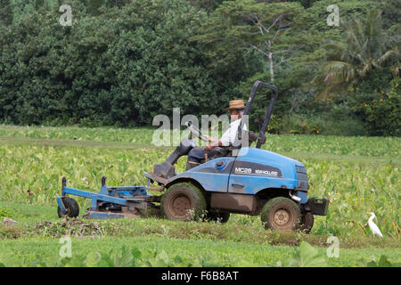 Elderly man mowing verge of taro ponds in Hanalei Valley, followed by cattle egret (Bubulcus ibis) foraging on invertebrates stirred up by mower. Stock Photo