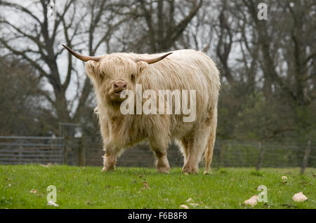 A Scottish Highland Cow n the grounds of Scone Palace in Perthshire, Scotland. Stock Photo