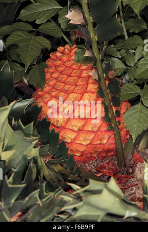 Close-up the Cycad, Bread Tree/ Bread Palm/ Kaffir Bread female cones - Encephalartos - Family Zamiaceae Stock Photo