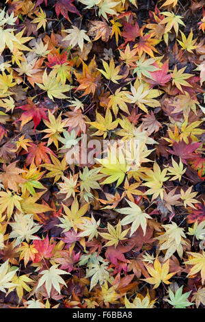 Acer leaves. Japanese Maple leaves changing colour in autumn. Fallen Yellow and Red Acer leaf pattern Stock Photo