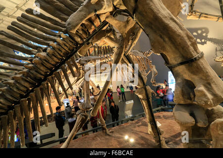 Chongqing, China. 9th Nov, 2015. People visit the new Chongqing Museum of Natural History in Chongqing, southwest China, Nov. 15, 2015. The new Chongqing Museum of Natural History, the second largest natural museum in China, reopened on Nov. 9, 2015. © Qin Tingfu/Xinhua/Alamy Live News Stock Photo