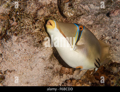 Arabian Picasso triggerfish, Rhinecanthus assasi, Balistidae, Sharm el Sheikh, Red Sea, Egypt Stock Photo