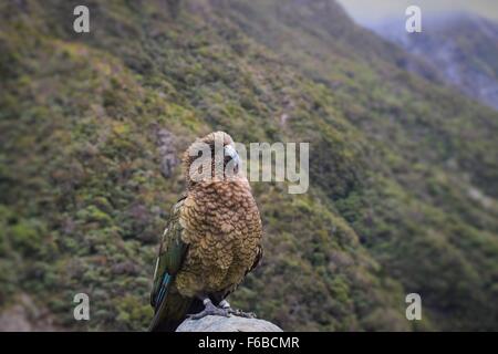 New Zealand native parrot, Kia / Kea is posing for another photo, beautiful NZ background in the Aurthur's Pass region. Stock Photo