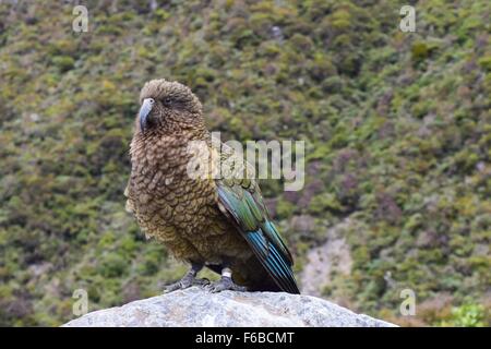 New Zealand Kia / Kea parrot posing for a photo Stock Photo