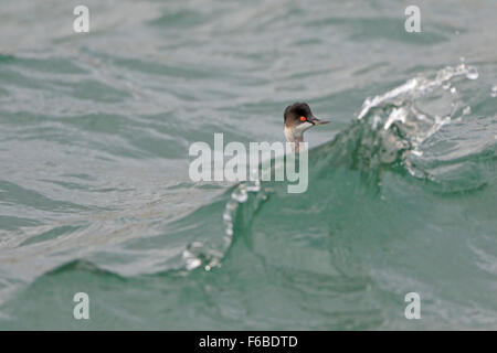 Black Necked Grebe in winter plumage in Scarborough Harbour Stock Photo