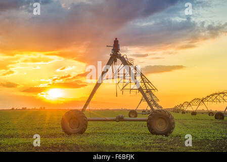 Automated farming irrigation sprinklers system on cultivated agricultural landscape field in sunset Stock Photo