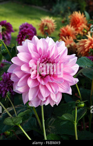 DAHLIA LAVENDER PERFECTION. Stock Photo